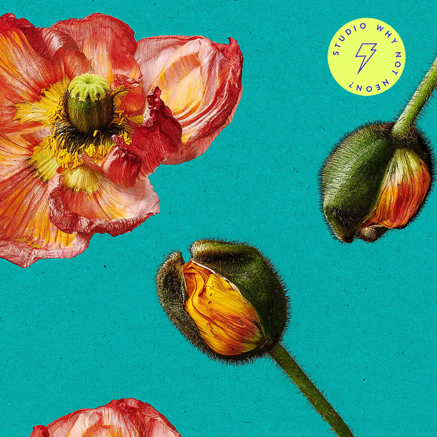 Moderne Wandbilder mit Blumen und kräftigen Farben Islandmohn